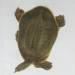 African Softshell Turtle